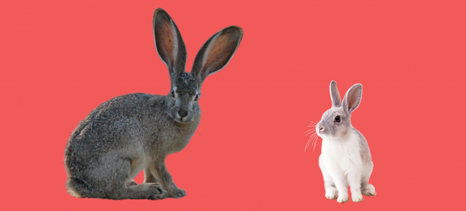Kaninchen und Hase Tiere Kaninchen und Hase Tiere